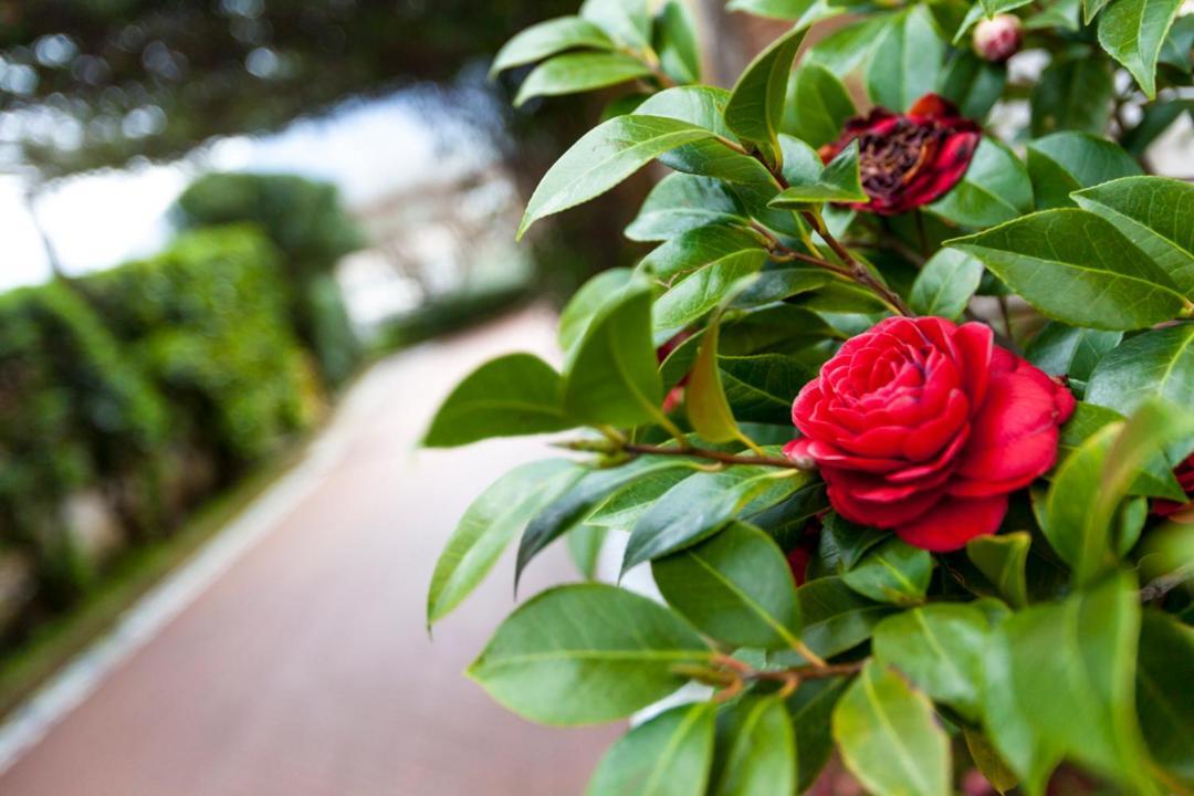 Na' Poesia B&B Di Charme SantʼAgata deʼ Goti Εξωτερικό φωτογραφία